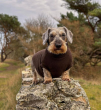 Dachsie Jumper, Dark Brown