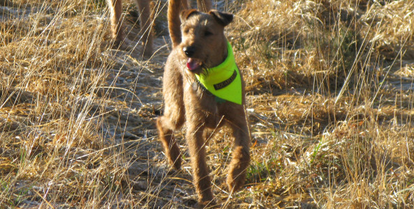 Ultra-Bright Neckerchief