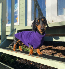 Dachsie Jumper, Dark Purple
