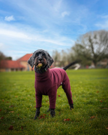 Dog Suit, Mulberry Dog Suit, Mulberry