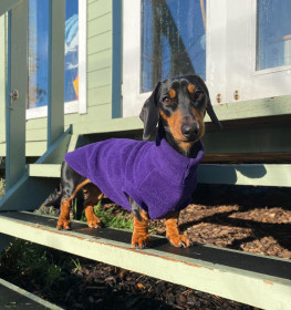Dachsie Jumper, Dark Purple