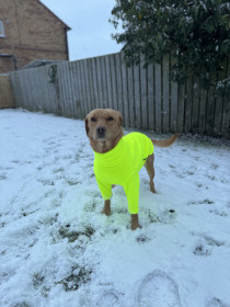 Dog Jumper, Fluorescent Yellow Dog Jumper, Fluorescent Yellow