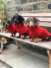 Dachsie Jumper, Red