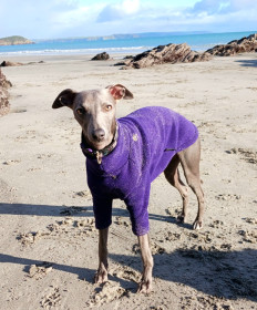 Dog Jumper, Dark Purple Dog Jumper, Dark Purple