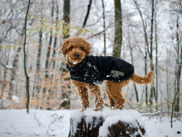 Polo Neck Coat, Black