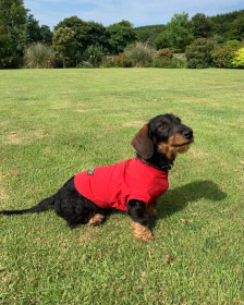 T-Shirt Body, Red