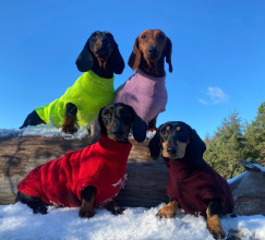 Dachsie Jumper, Red, Mulberry, Pale Heather, Fluorescent Yellow