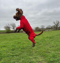 Dog Suit, Red