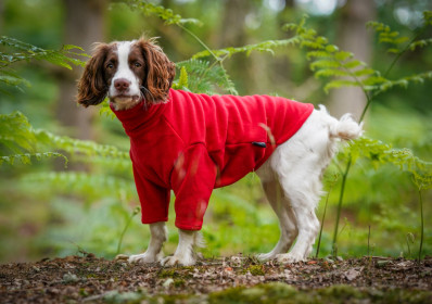 Dog Jumper, Red