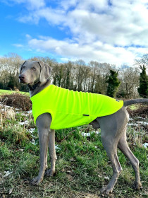 Dog Tankie, Fluorescent Yellow