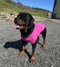 T-Shirt Body, Raspberry Pink