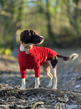 Dog Jumper, Red