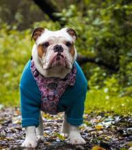 Dog Jumper, Teal