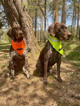Ultra-Bright Neckerchief, Fluorescent Yellow, Blaze Orange