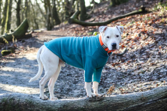 Dog Jumper, Teal