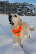 Ultra-Bright Neckerchief, Blaze Orange
