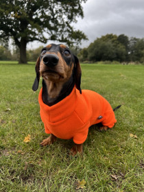 Dachsie Suit, Blaze Orange Dachsie Suit, Blaze Orange
