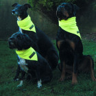 Ultra-Bright Neckerchief