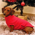 Dachsie Jumper