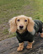 Dachsie Suit, Loden Green