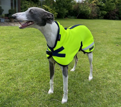 Dog Coat, Fluorescent Yellow