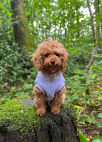 Dog Tankie, Lavender