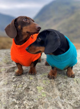 Dachsie Jumper, Teal, Blaze Orange