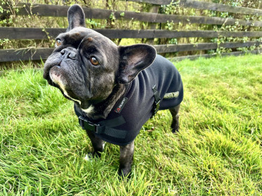 Dog Coat, Black