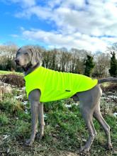 Dog Tankie, Fluorescent Yellow