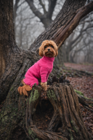Dog Suit, Soft Fuchsia Dog Suit, Soft Fuchsia