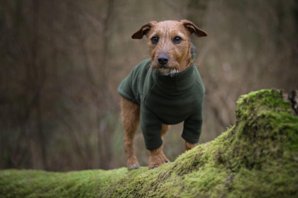 Dog Jumper, Loden Green Dog Jumper, Loden Green