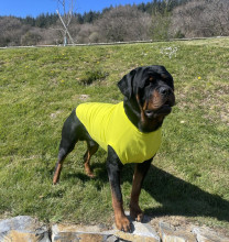 T-Shirt Body, Lime Yellow