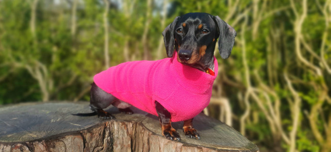 Dachsie Jumper