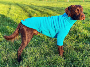 Dog Jumper, Teal