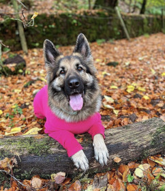 Dog Suit, Soft Fuchsia