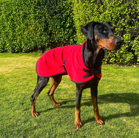 Dog Coat, Red