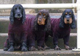 Equafleece Dog Jumpers