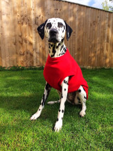 Dog Tankie, Red