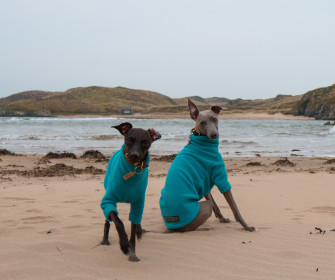 Dog Jumper, Teal