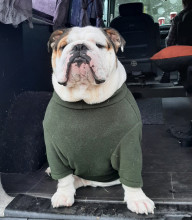 Dog Jumper, Loden Green