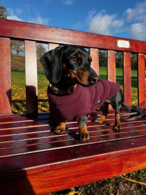 Dachsie Jumper, Mulberry