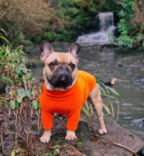 Dog Jumper, Blaze Orange