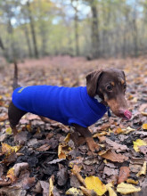 Dachsie Jumper, Cobalt Blue